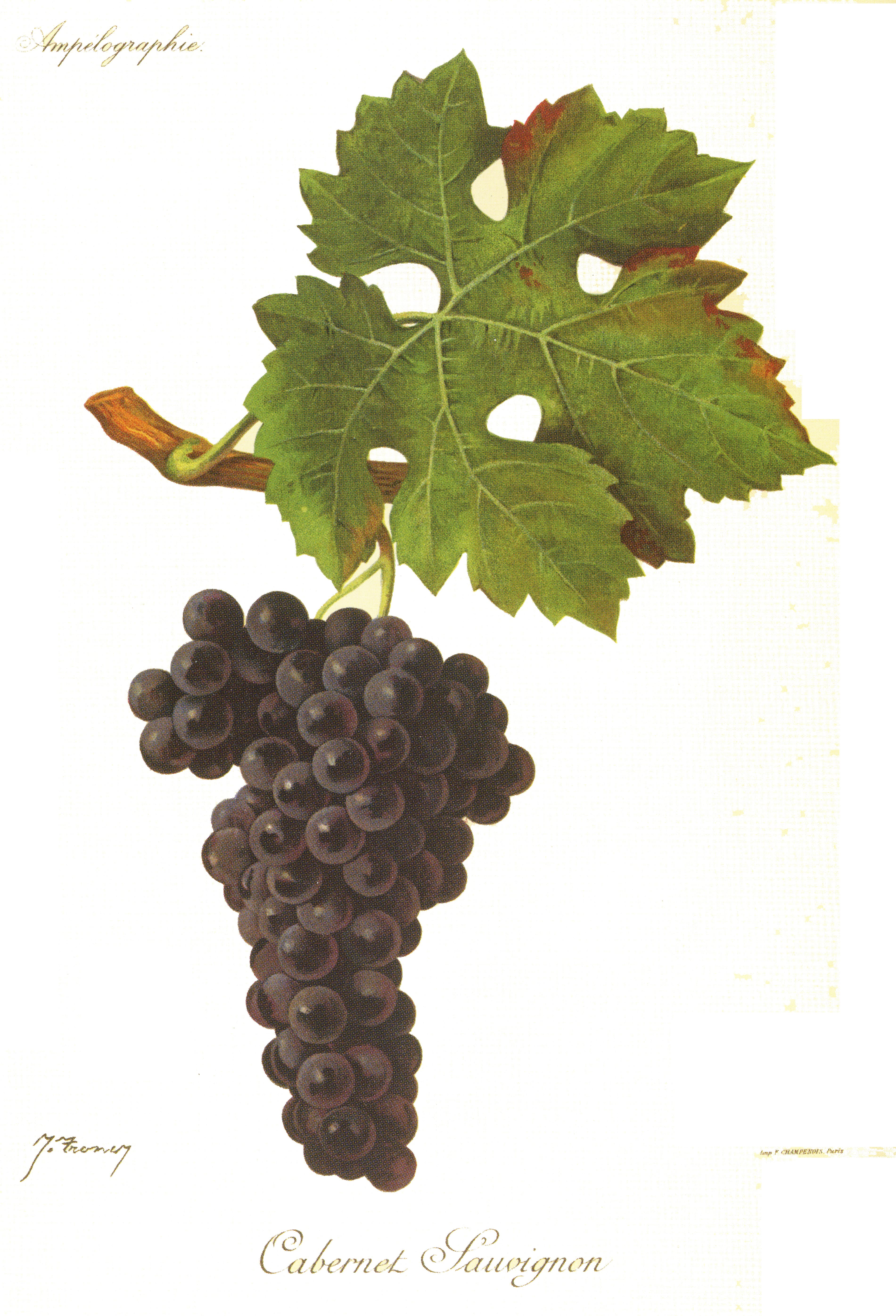 Cabernet-Sauvignon — Some lineages travel.