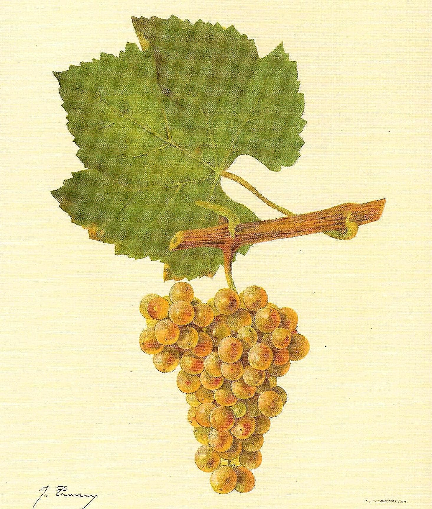 The Grape Portraits
